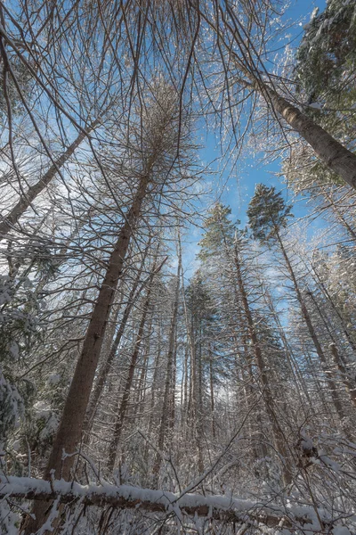 Snötäckta tallar - lean höga skogar. — Stockfoto