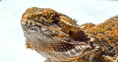 Alman dev sakallı açık havada sunning ejderha, evde beslenen hayvan, baş detay kadar kapatın.