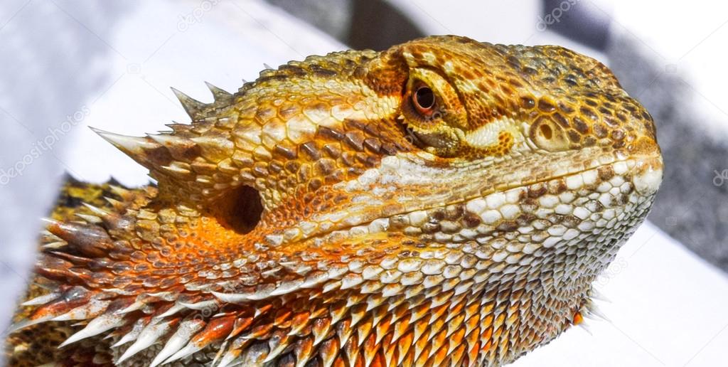 Pet German Giant Bearded Dragon, sunning outdoors, close up detail of head.