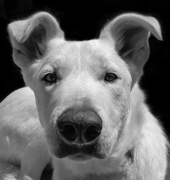 Білий собака дивиться прямо на камеру на чорному тлі . — стокове фото