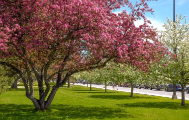 Tunney'nın mera, Ottawa, Ontario, pembe tomurcukları.