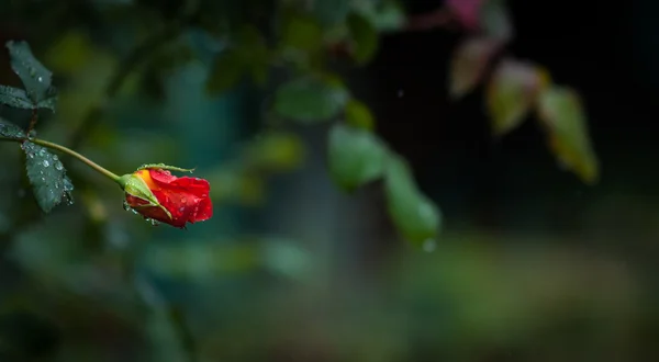 Gotas de lluvia sobre rosa roja floreciente individual - Fondo verde oscuro — Foto de Stock