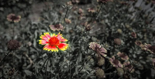 Marigolds, nyár közepén a kertben. — Stock Fotó