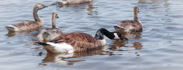 Canada Goose - Donna con la sua pochette nuotare sul fiume Ottawa . — Foto Stock