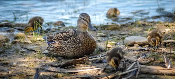 Common Female Mallard duck rests on the shoreline with her clutch of duckling chicks. — Stock Photo, Image