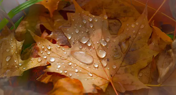 Gouttes d'eau de pluie sur les feuilles d'érable d'automne tombées . — Photo