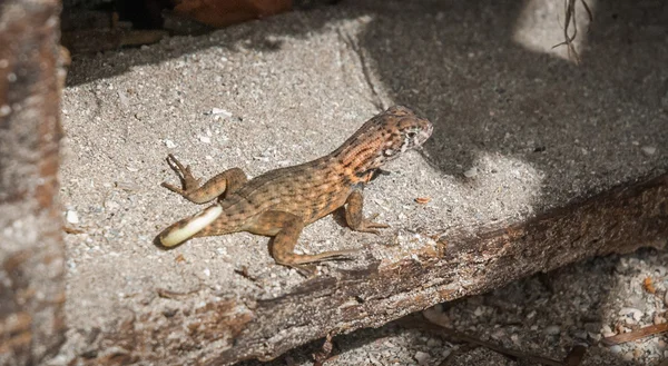 Sono una lucertola riccia del nord. Vivo a Cuba. . — Foto Stock