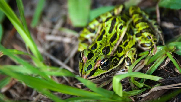 Common spotty green Northern leopard frog. — Stock Photo, Image