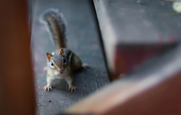 Incertain et prudent, mais curios chipmunk sur un escalier en bois regardant la caméra. Pose . — Photo