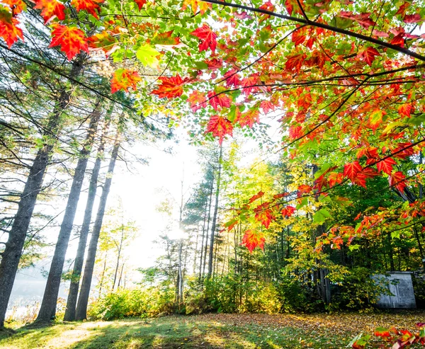 Zon uitbarstingen door het bos. — Stockfoto