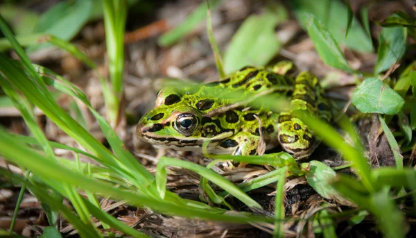 Stockfotos Northern Leopard Frog Water Bilder Stockfotografie Northern Leopard Frog Water Lizenzfreie Fotos Depositphotos