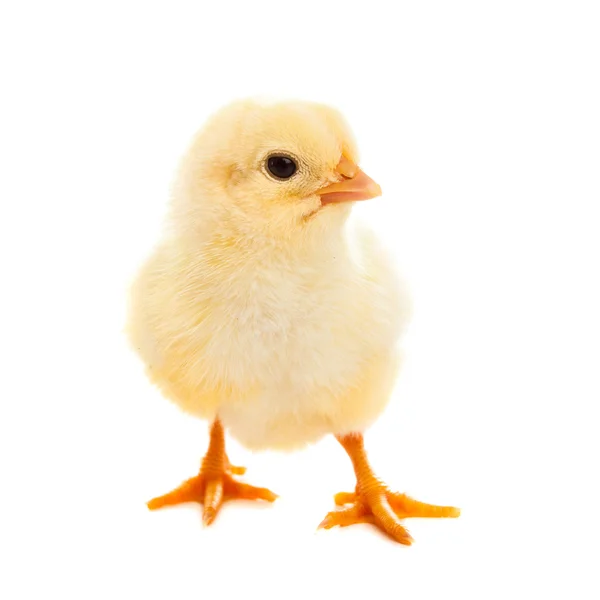 Malé kuře izolované na bílém — Stock fotografie