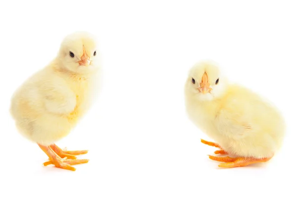 两个年轻的小鸡 — 图库照片