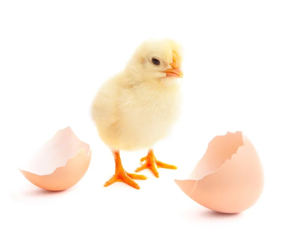 美丽的小的小鸡和蛋壳 — 图库照片