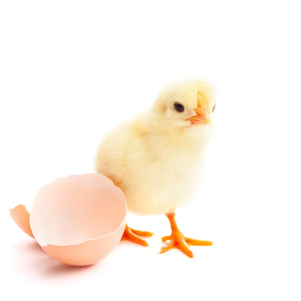 Bela pintainho e casca de ovo — Fotografia de Stock