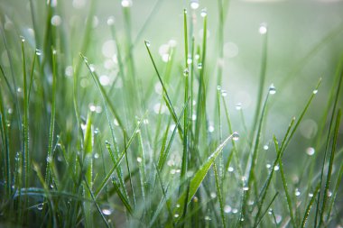 Çiy damlaları ile taze yeşil çimen