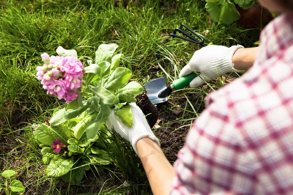 Planting Flowers  in a garden — Stock Photo, Image