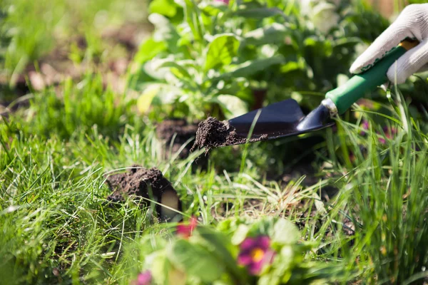 Holding shovel with soil — Stock Photo, Image