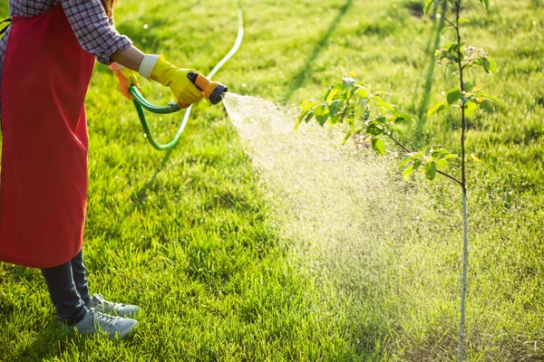 Woman gardener in uniform watering tree — Stock Photo, Image