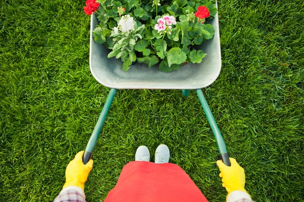 Gardener with  flowers — Stock Photo, Image