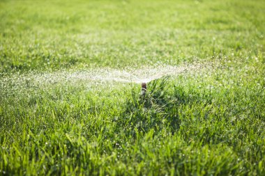 çimenlerin üzerinde Bahçe yağmurlama