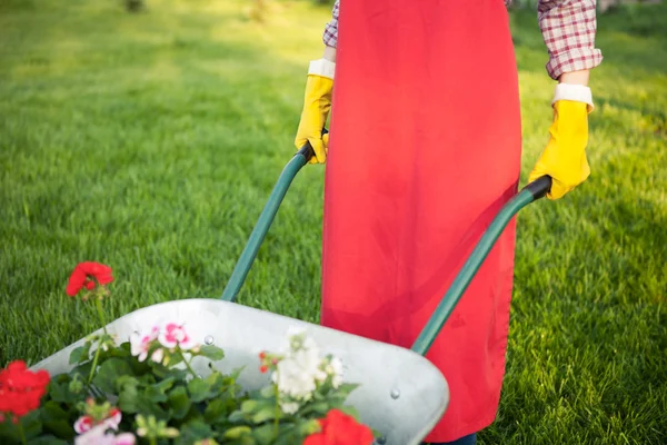 Gärtner mit Blumen in Schubkarre — Stockfoto