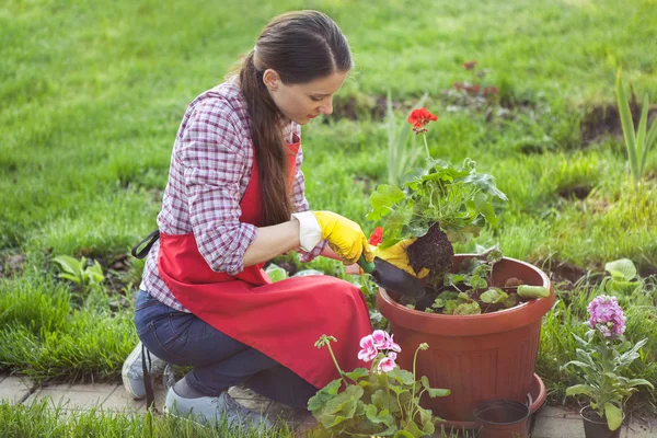 Gardener planting flowers in pot — Stock Photo, Image