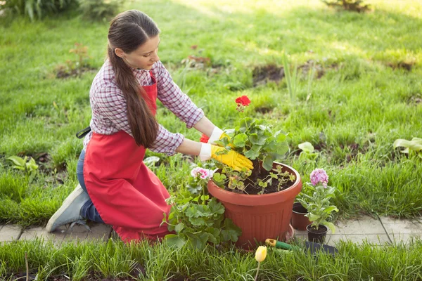 Jardinero plantando flores en maceta —  Fotos de Stock