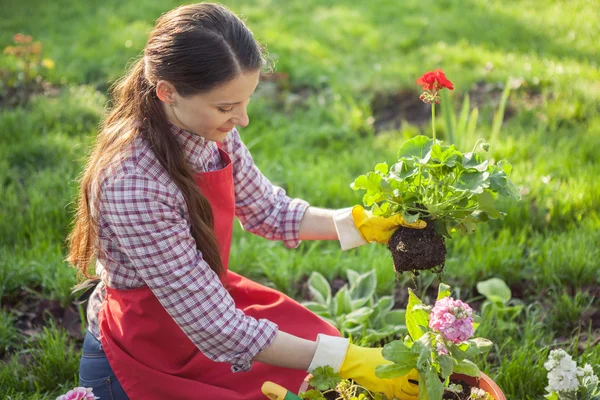 Gardener planting flowers in pot — Stock Photo, Image