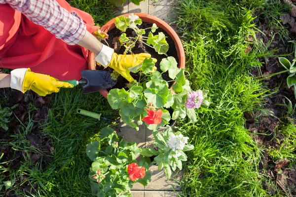 Gärtner pflanzt Blumen im Topf — Stockfoto