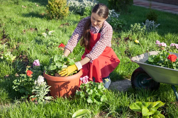 Gardener planting flowers in pot — Stock Photo, Image