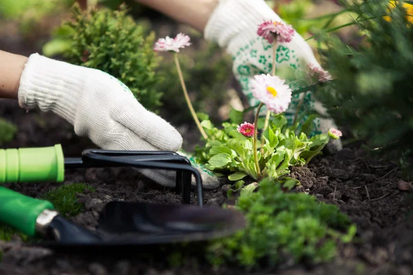 Planting Flowers in pot with dirt or soil. — Stock Photo, Image