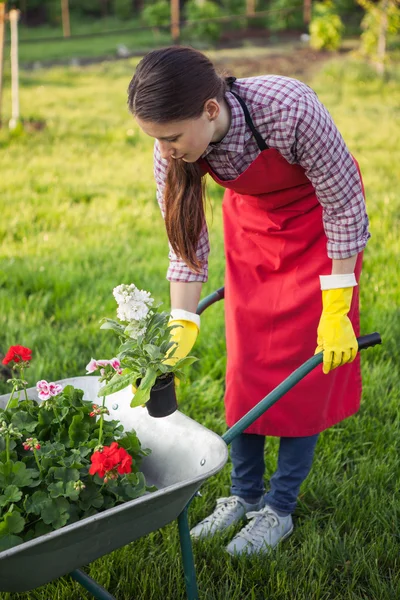 Gardener with  flowers in wheelbarrow — Stock Photo, Image