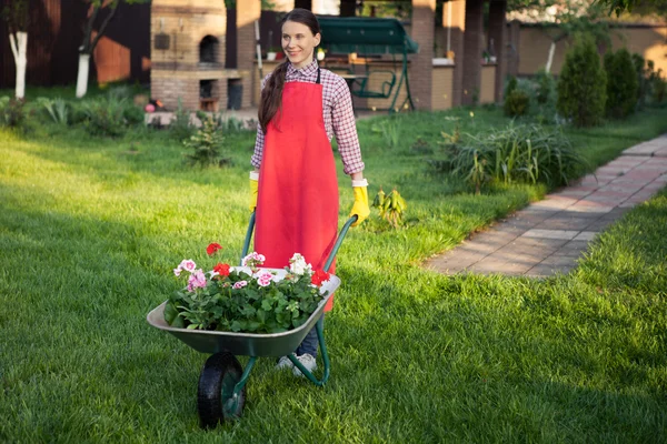 Gardener with  flowers in wheelbarrow — Stock Photo, Image
