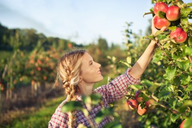 Güzel genç kadın olgun organik elma toplama