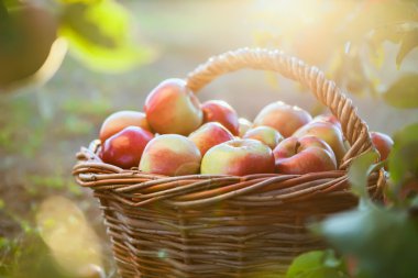 Sepette organik elmalar.