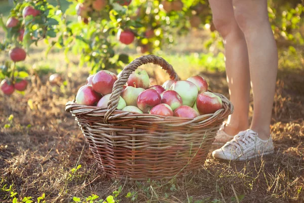 Manzanas ecológicas en cesta. — Foto de Stock