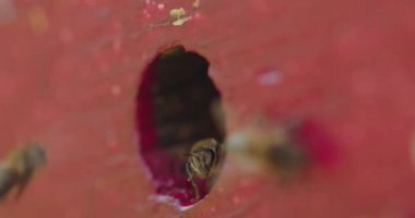 Bees getting inside and out of beehive, bees carry pollen to hive
