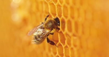 çalışma arı peteği üzerinde.