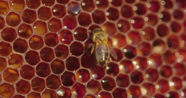 Arbeitsbiene auf Wabe. Nahaufnahme von Bienen auf Bienenwaben im Bienenhaus — Stockvideo