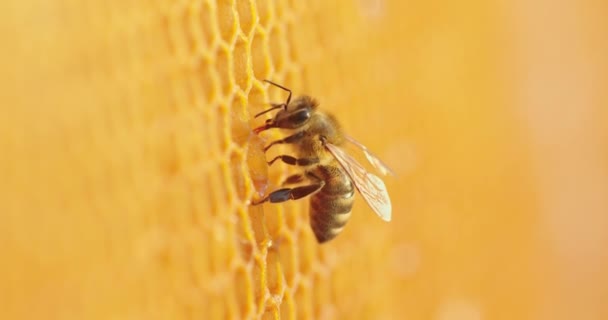 Working bee on honeycomb. — Stock Video