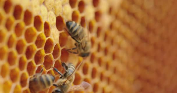 Bees on honeycomb — Stock Video