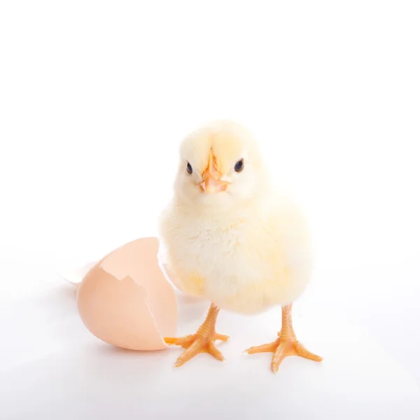 Hermosa pollita y cáscara de huevo — Foto de Stock