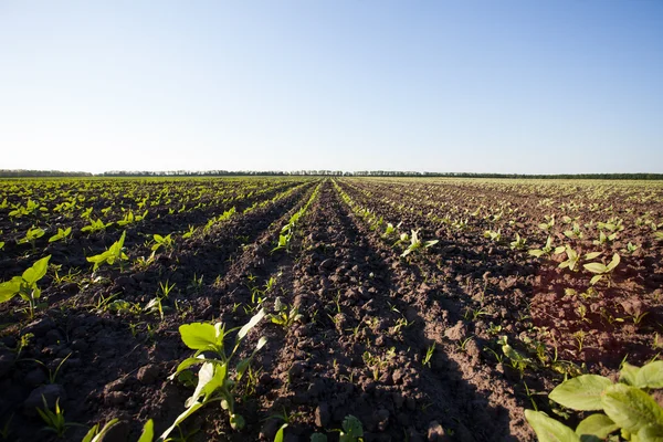 Landwirtschaftlicher Bereich — Stockfoto