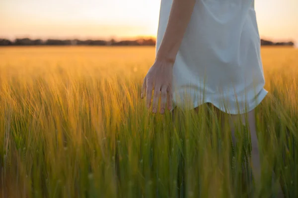 Frau berührt Weizenähre im Weizenfeld — Stockfoto