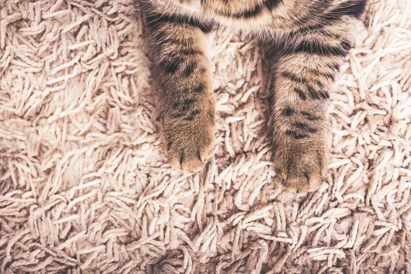 Cat 's cute paw — стоковое фото