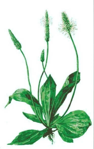 Plantejny Velkých Středních Rodina Plantainových Trvalá Léčivá Rostlina Vektorový Obrázek — Stockový vektor