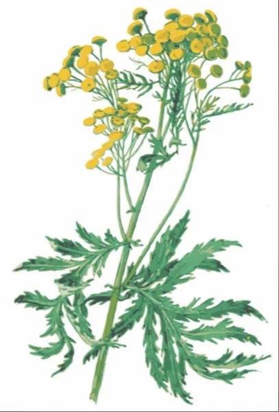 Tansy Dziki Popiół Górski Rodzina Asteraceae Wieków Trująca Roślina Roślina — Wektor stockowy