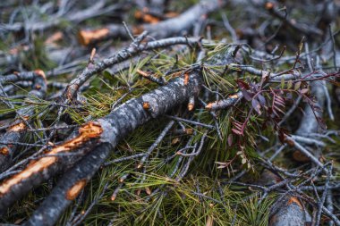 Doğadaki bir fotoğraftan görüntü