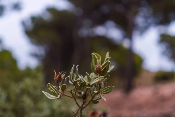 Bild Aus Einer Fotografie Der Natur — Stockfoto